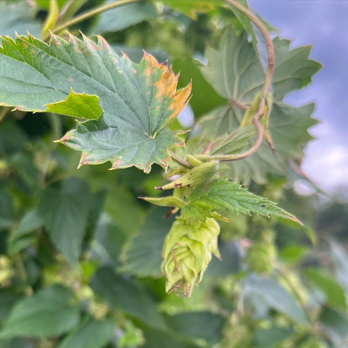 WDCGardener's tweet photo. Hops vine in my neighbor’s plot at the Fenton Community Garden. She is growing it for her son’s brewing projects. It has certainly been productive! #gardendc #hops #hopsvine #beerporn https://t.co/QcWntJ3jKT