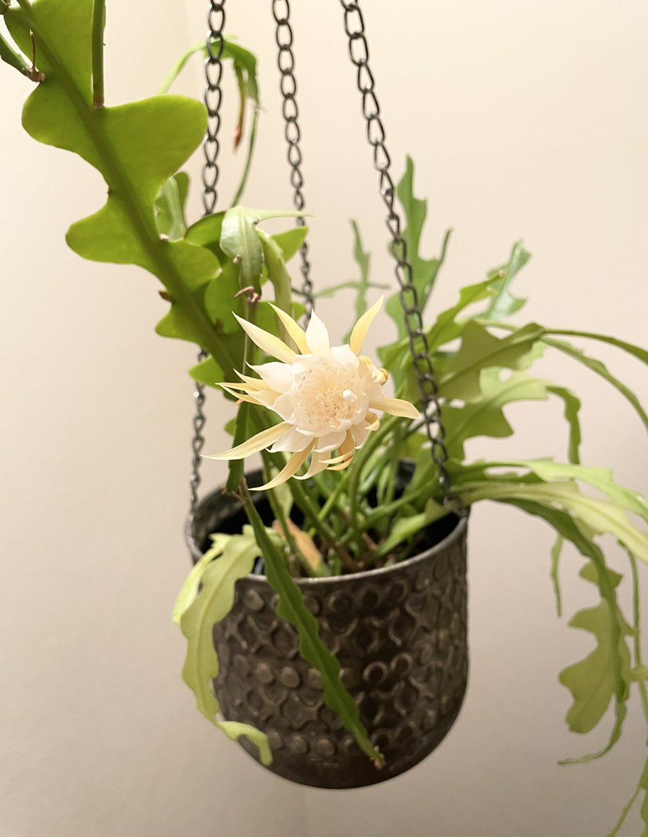 n01430579's tweet photo. 咲いてた🪷
#Cryptocereusanthonyanus
#Fishbonecactus
#サボテンの花
#ジグザグカクタス
#フィッシュボーンカクタス https://t.co/HzRLzQBkU8