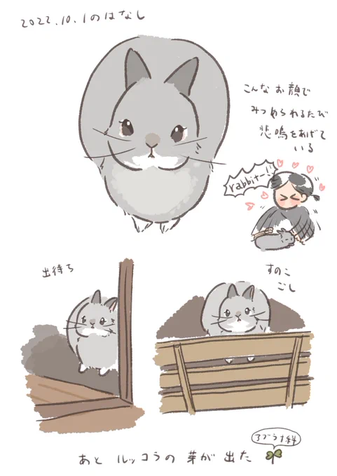 今日のrabbit…
#うさぎのいる生活 