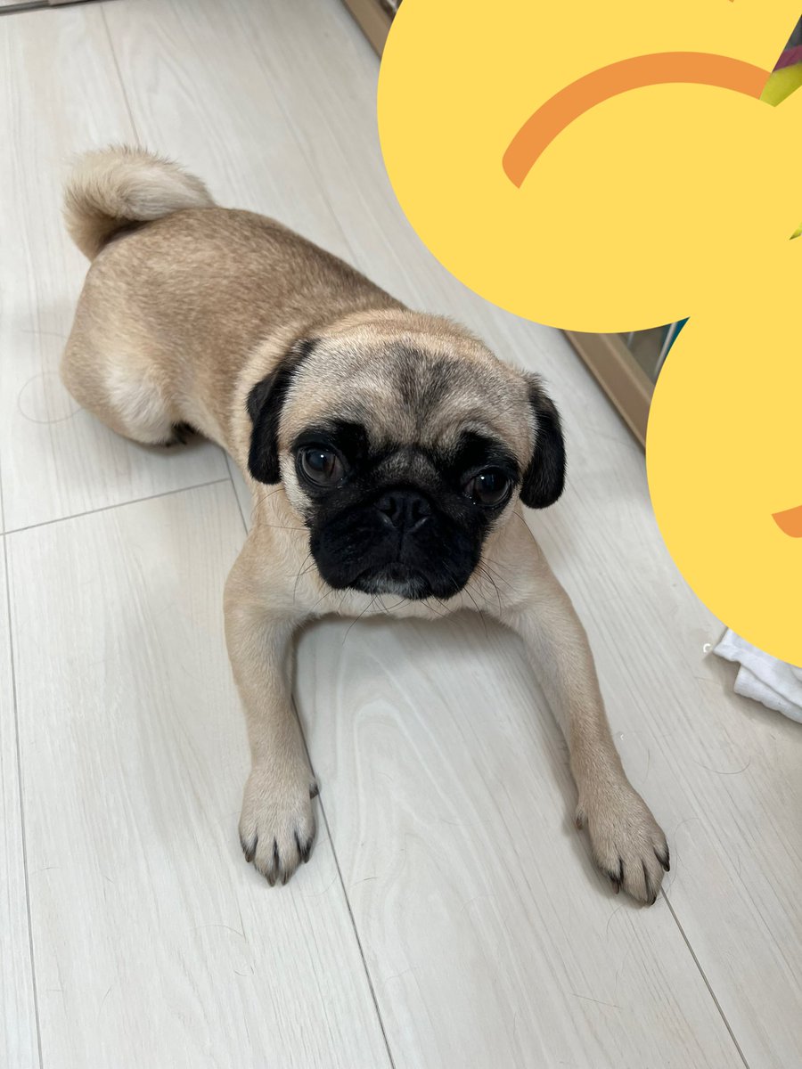 パグのグーちゃん (@Pug_Gu) / Posts / X