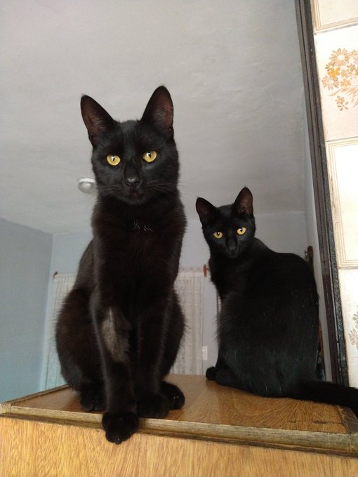 Alto flow mis bebes ! https://t.co/IJ1yf1xjds<a href="/tag/hunterxhunter"class="tags"><span>#hunterxhunter</span></a>