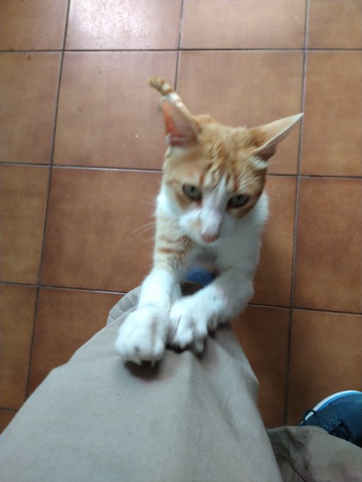 Alto flow mis bebes ! https://t.co/IJ1yf1xjds<a href="/tag/hunterxhunter"class="tags"><span>#hunterxhunter</span></a>