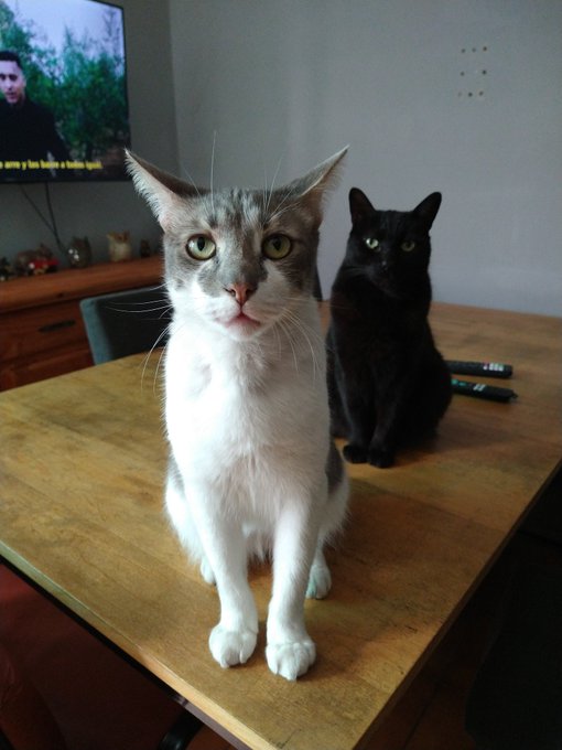 Alto flow mis bebes ! https://t.co/IJ1yf1xjds<a href="/tag/hunterxhunter"class="tags"><span>#hunterxhunter</span></a>