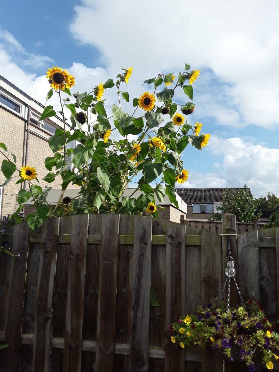 Ondanks of dankzij de droogte !!??