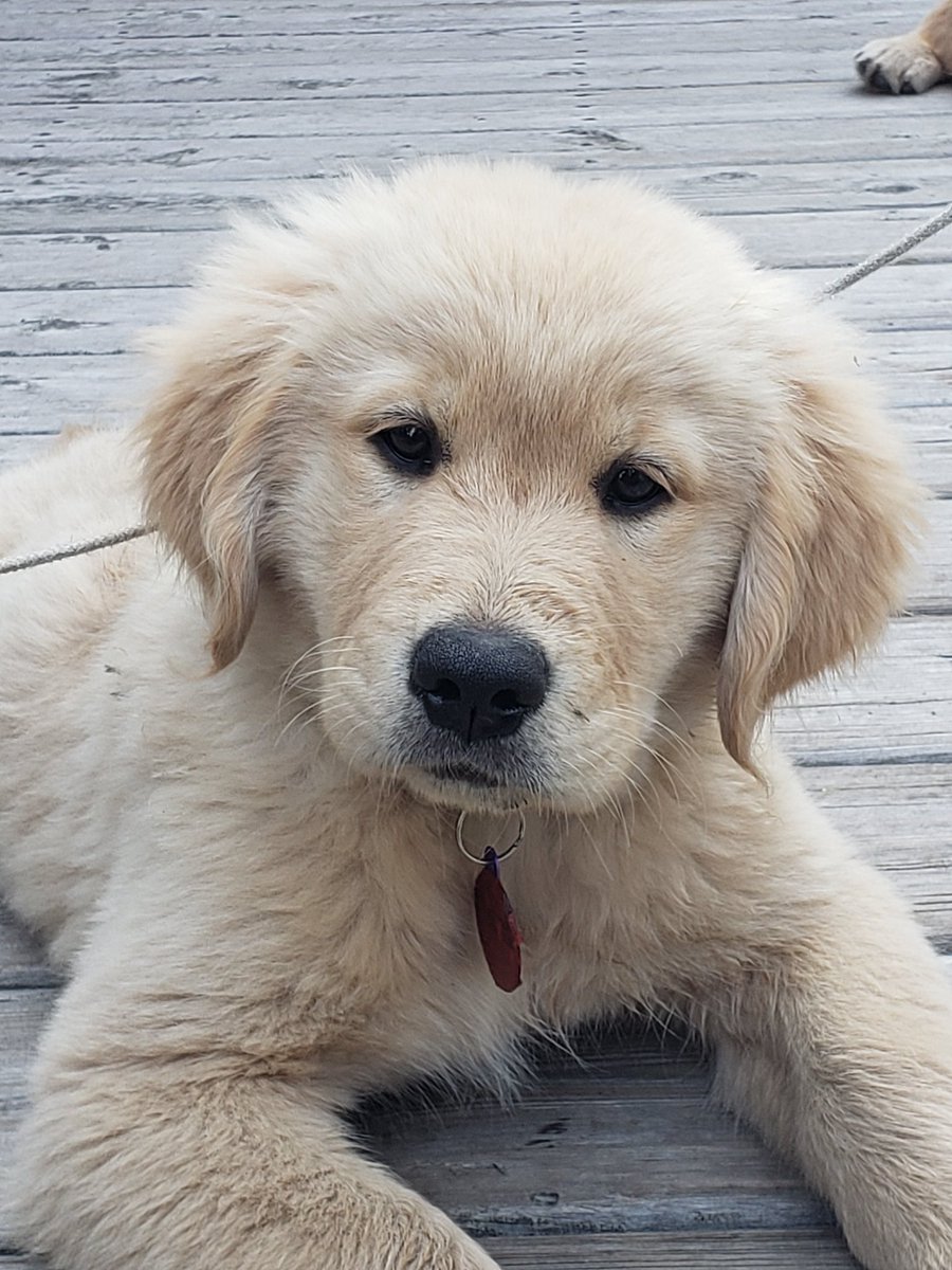 CloustonMisty's tweet photo. Happy RVT month 🐾❤🐶🐱🐴🐮🐏❤🐾.   Animals are the definition of unconditional love; we as RVTs love them just as much as their owners do!! https://t.co/DmQsSmUf8P