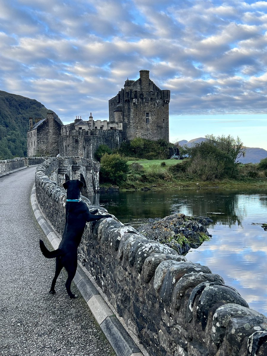 Some mornings even Leroy can’t resist the views of the castle. 🥰
#dogsoftwitter #DogsOnTwitter #Scotland #visitscotland