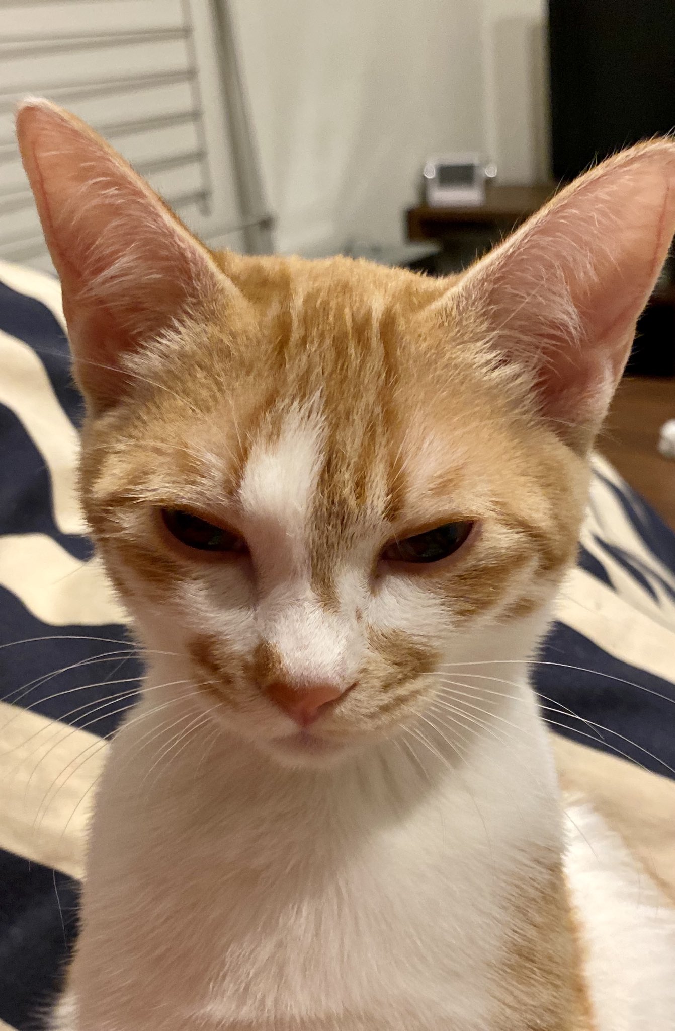 ぽぽま保護猫３兄弟 ぽぽまチャンネル Popoma Cats19 Twitter