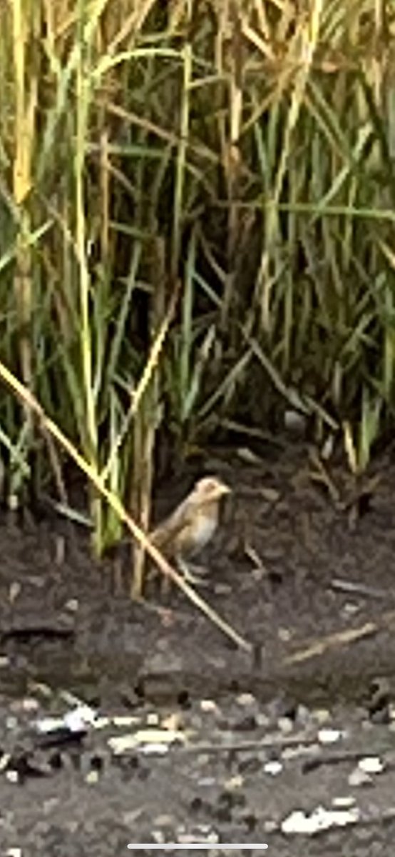 Nelson’s Salt Marsh Sparrow, Great Kills Park, Staten Island.  10/01/2022