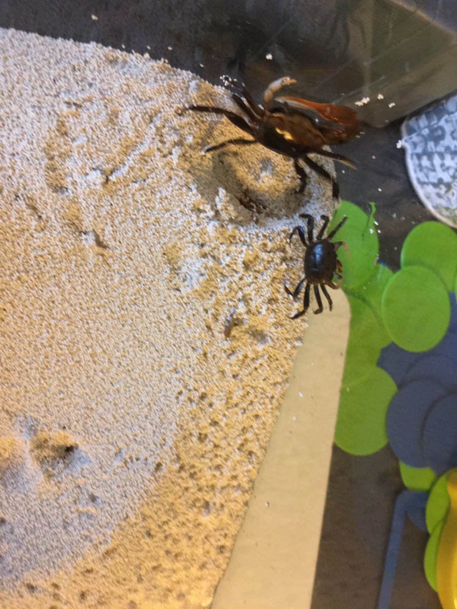 LefurgeTam's tweet photo. We got two Fiddler Crabs!  The male has the large claw. He waves it around like a fiddle to attract females and to fight other males. #rpscrestwood https://t.co/tYK5jx1Fak