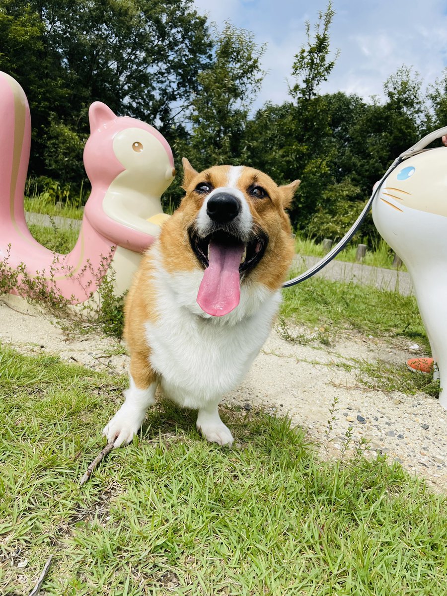 aaas0201's tweet photo. @ronanyo 優しい眼差しで見てくれてありがとです❤️
犬好きな人の優しいお顔は飼い主にも犬にも伝わってますよ💕 https://t.co/F5oWEam13q