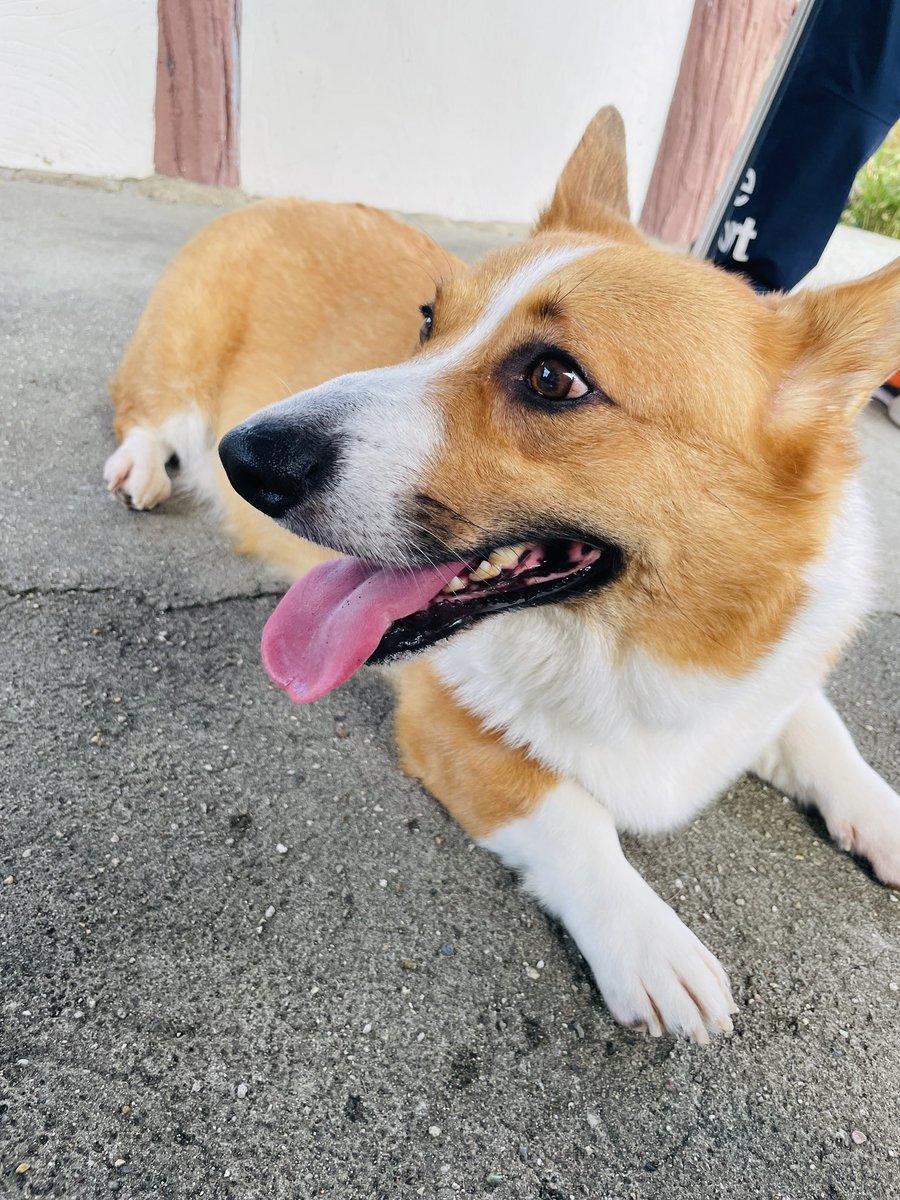 aaas0201's tweet photo. @ronanyo 優しい眼差しで見てくれてありがとです❤️
犬好きな人の優しいお顔は飼い主にも犬にも伝わってますよ💕 https://t.co/F5oWEam13q