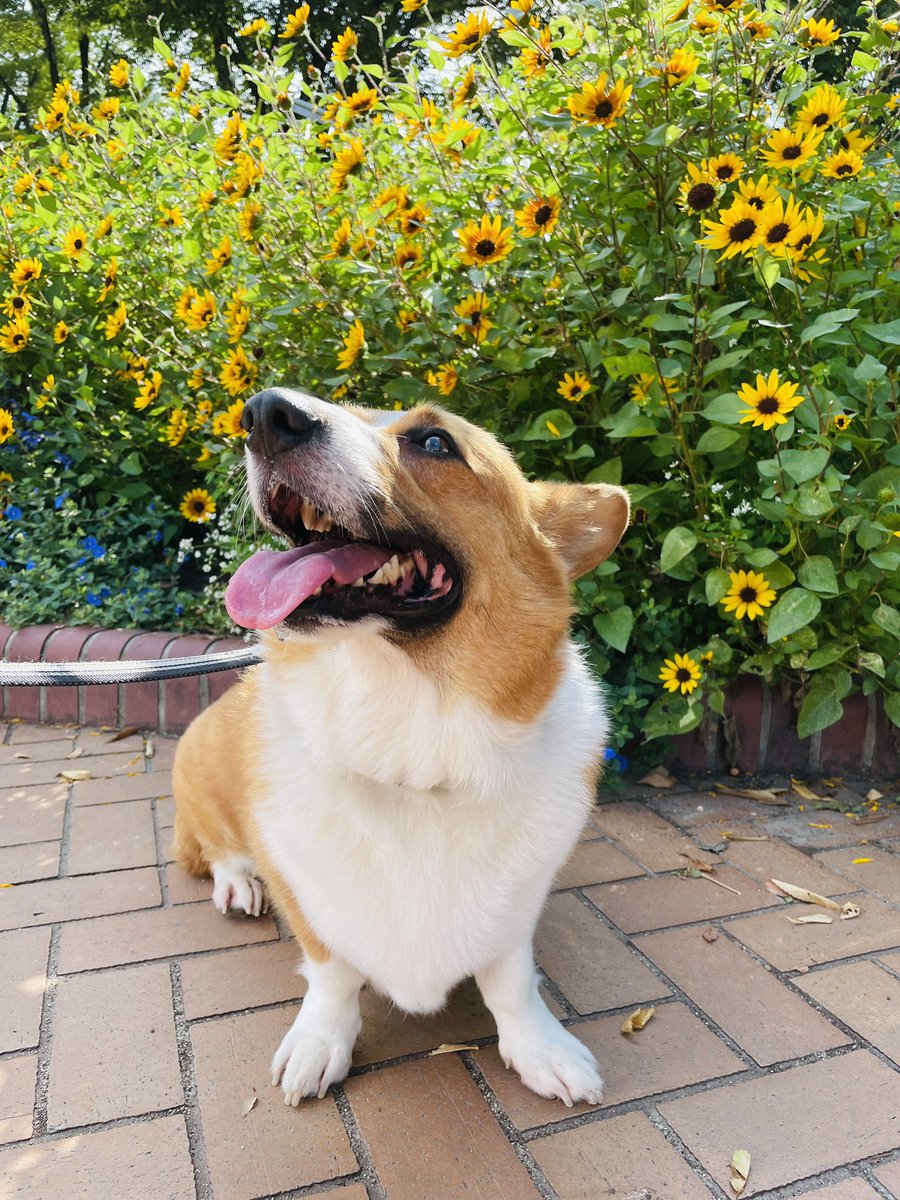 aaas0201's tweet photo. @ronanyo 優しい眼差しで見てくれてありがとです❤️
犬好きな人の優しいお顔は飼い主にも犬にも伝わってますよ💕 https://t.co/F5oWEam13q
