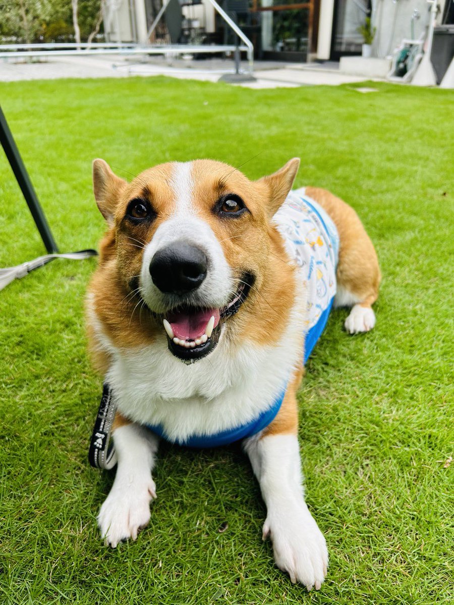 aaas0201's tweet photo. @ronanyo 優しい眼差しで見てくれてありがとです❤️
犬好きな人の優しいお顔は飼い主にも犬にも伝わってますよ💕 https://t.co/F5oWEam13q