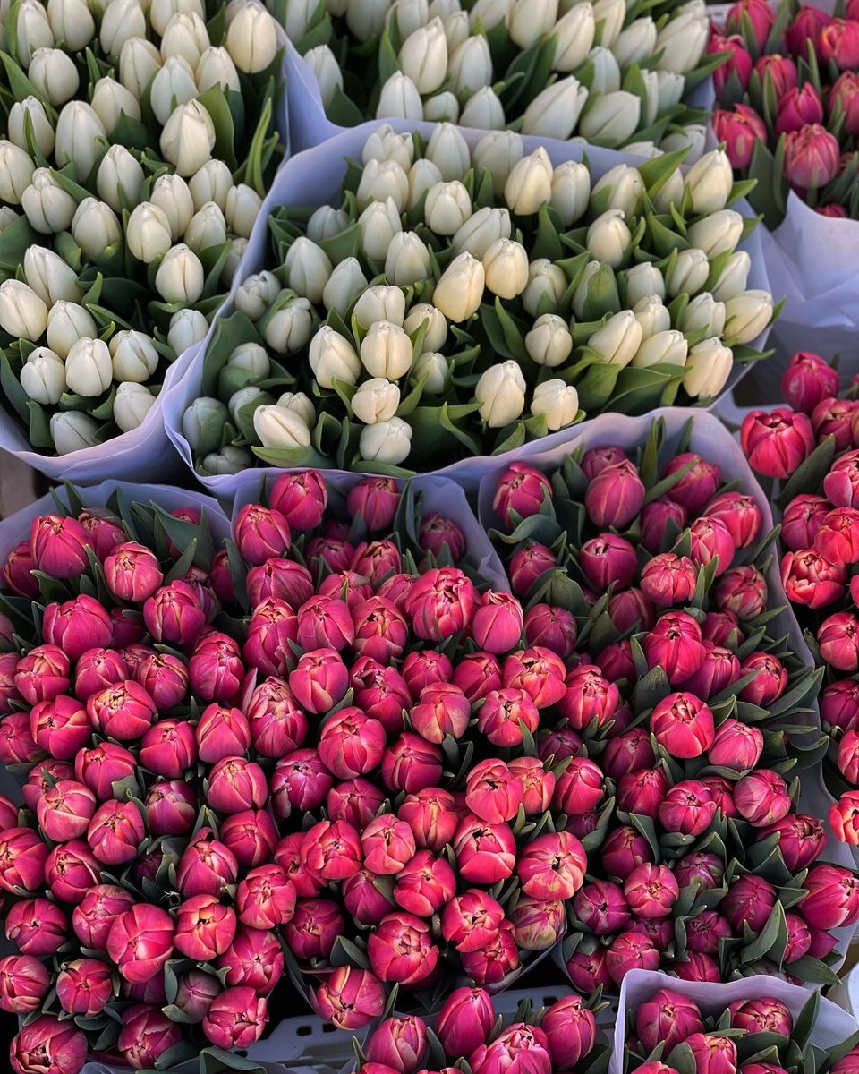 WallisFashion's tweet photo. Flowers are the way to our heart ππ₯°
Whatβs your favourite kind of flower?
#foreverwallis #wallisfashion #wallisloves #bouquetaesthetic #flowers https://t.co/dtHKUCRY7z