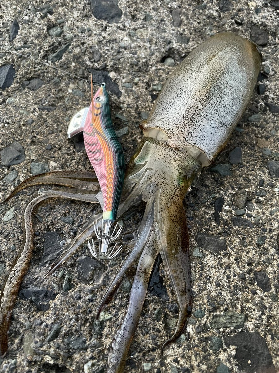 fishing10910141's tweet photo. 軍艦グリーンがなくなる理由はこれかぁ！
朝まずめは確かにこれの反応良かった🦑 https://t.co/4OTOcfxvfy