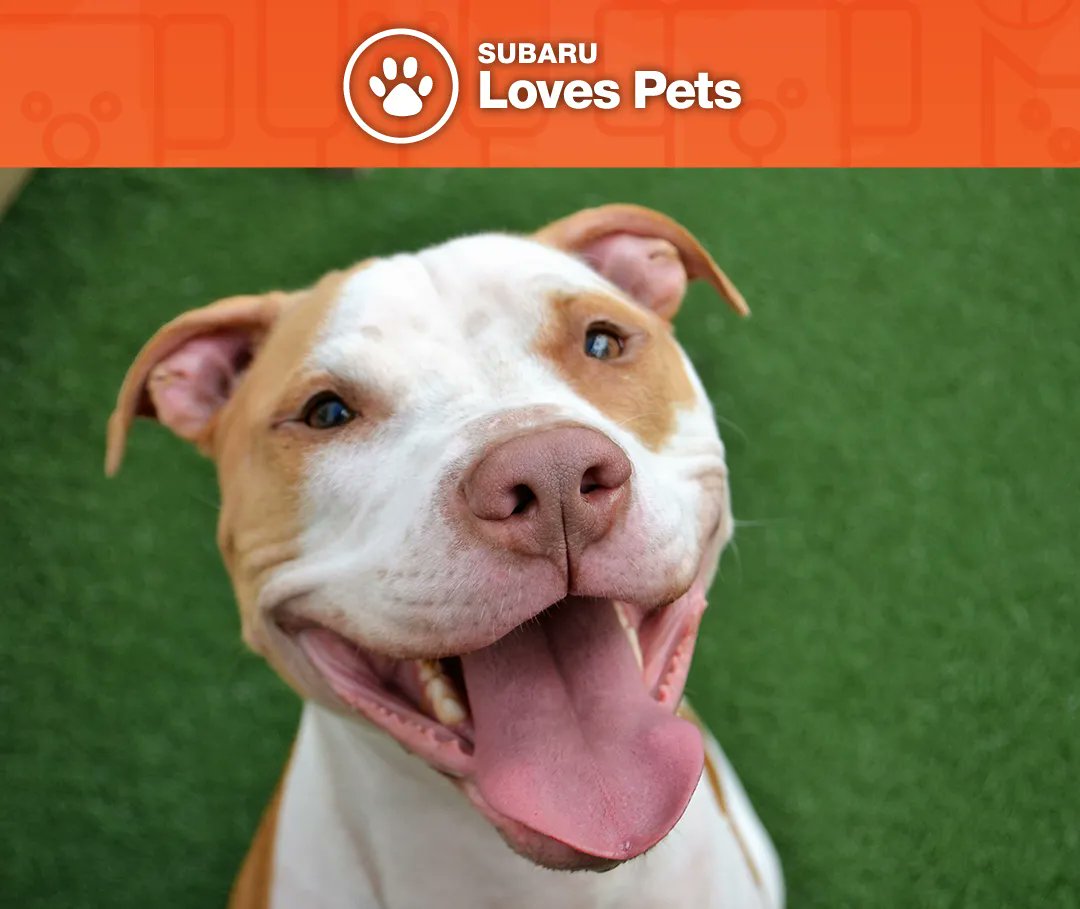 October kicks off #SubaruLovesPets Month and we are excited to help find loving homes for pets in need! This month, we will benefit from a $100 donation from Subaru of Pembroke Pines for every pet adopted. Learn more at subaru.com/pets. 
and  humanebroward.com