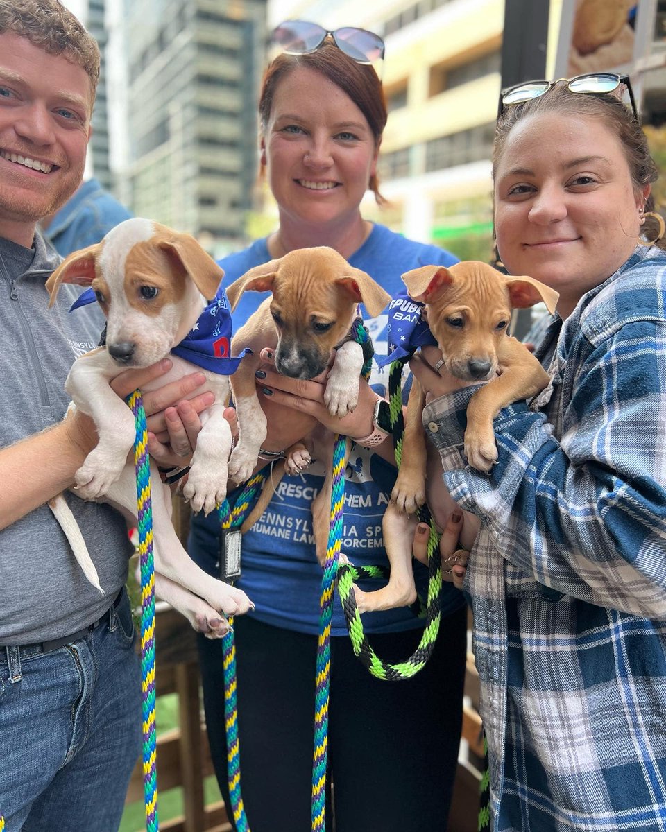 PSPCA's tweet photo. PUPPIES!

We have puppies available for adoption at the PSPCA - in fact we have FIVE puppies. 

Please visit us today to meet these cuties and bring them home. We open at noon! https://t.co/HAGg40CEFh