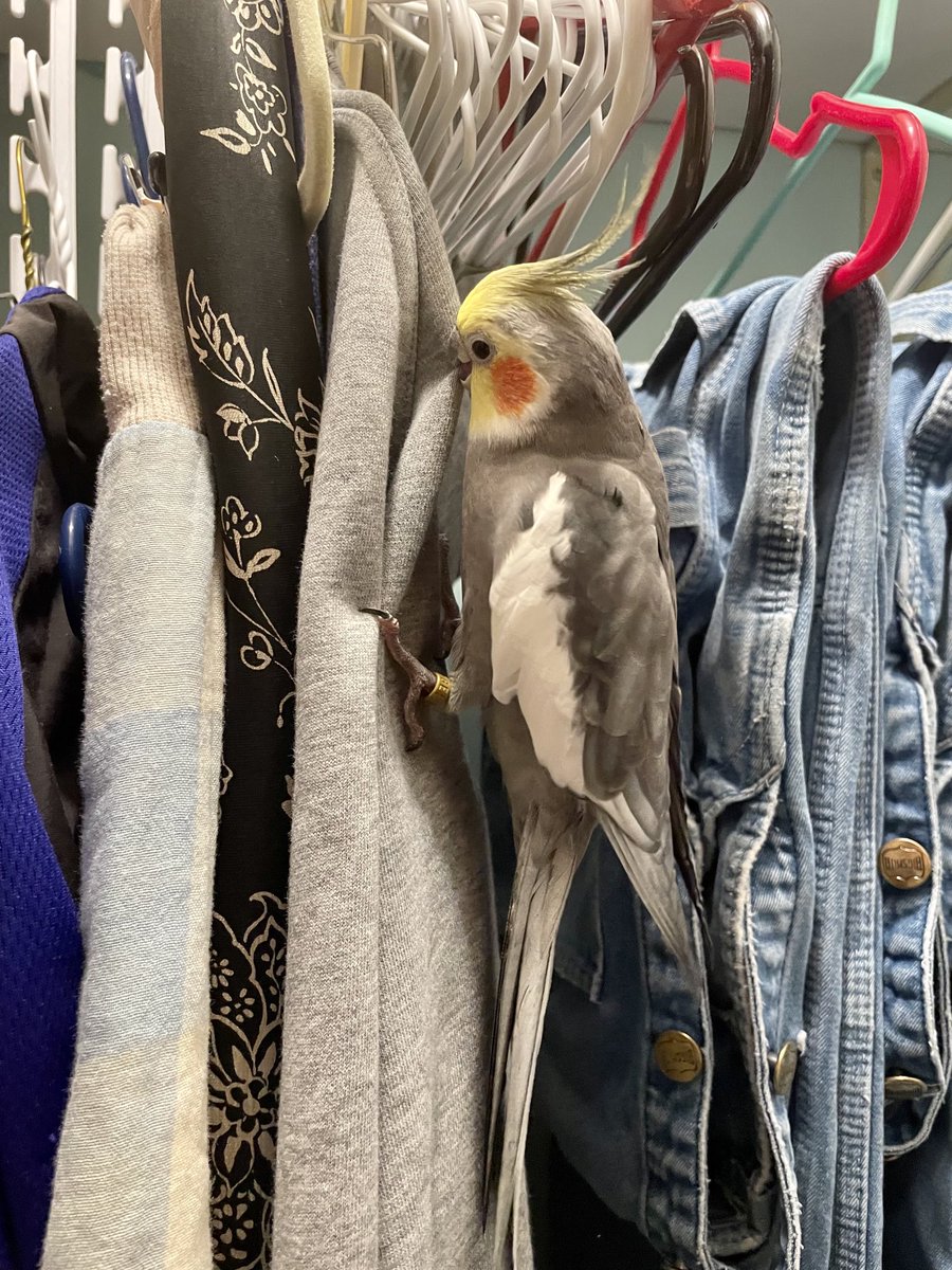 I’m on my way to chew on some hangers.