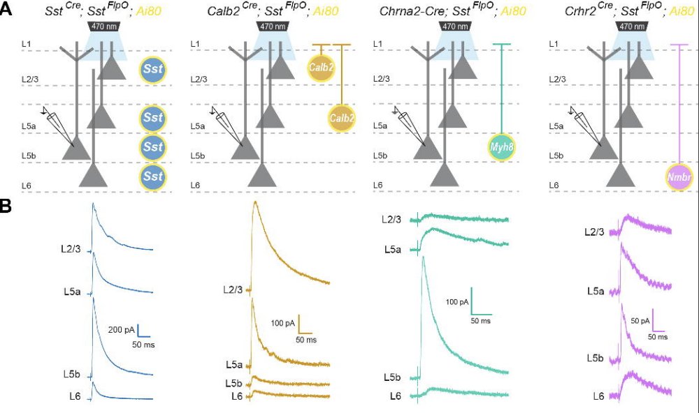 MicTott's tweet photo. A must-read for those interested in cortical microcircuits -- "Cortical somatostatin interneuron subtypes form cell-type specific circuits" https://t.co/uMgTHvuJGi https://t.co/32j7d2Tdhj