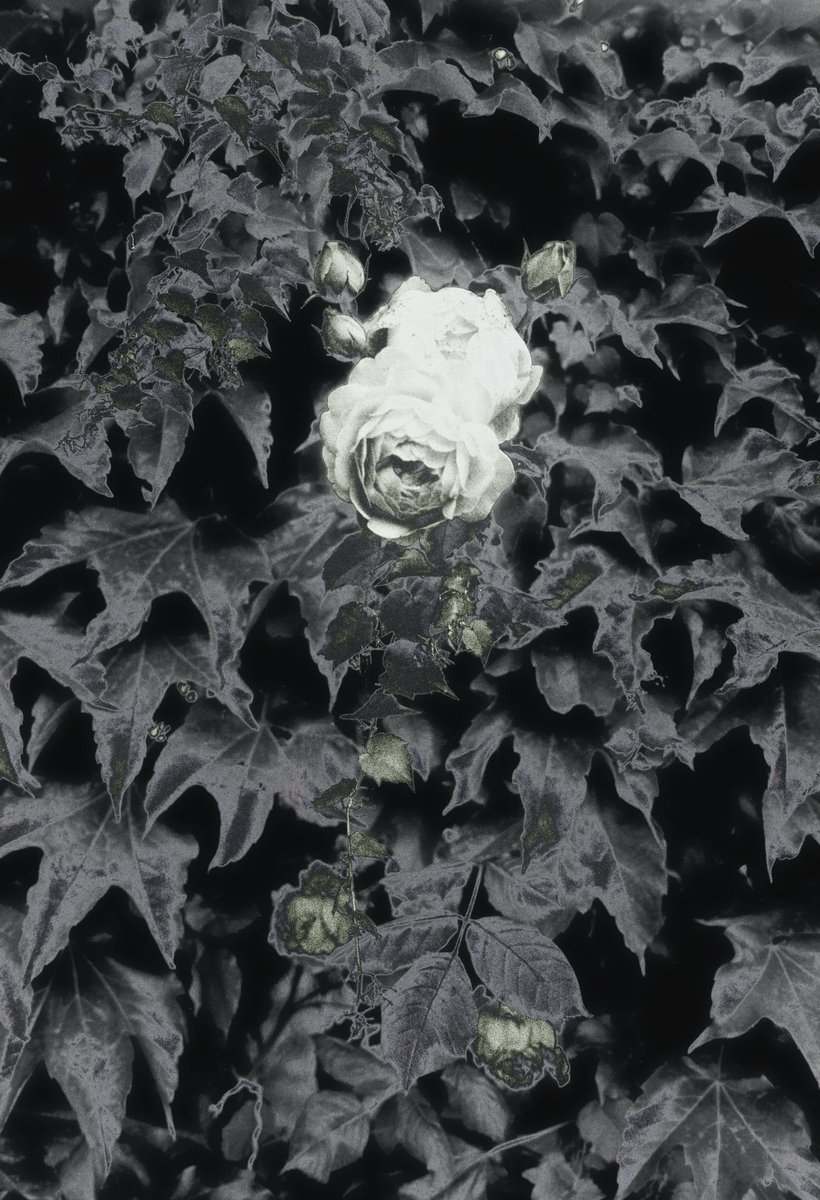 Kristina Podobed tweet media