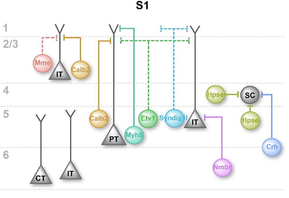 MicTott's tweet photo. A must-read for those interested in cortical microcircuits -- "Cortical somatostatin interneuron subtypes form cell-type specific circuits" https://t.co/uMgTHvuJGi https://t.co/32j7d2Tdhj