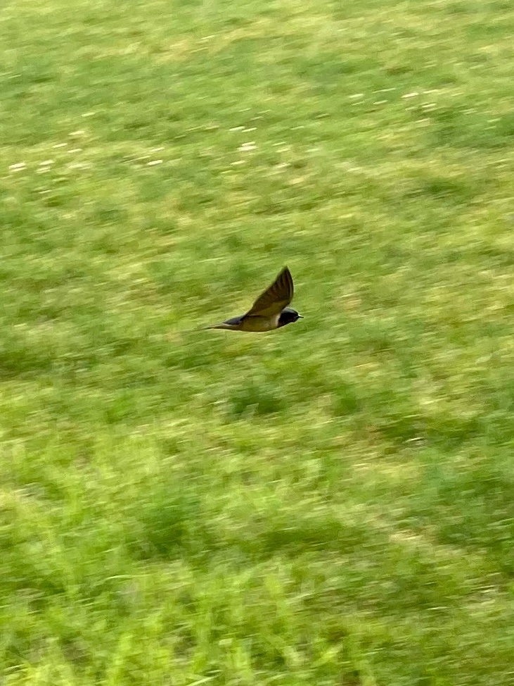 @verbius6 Barn swallow. I grabbed this quickly and shot like mad. This bird was fast.