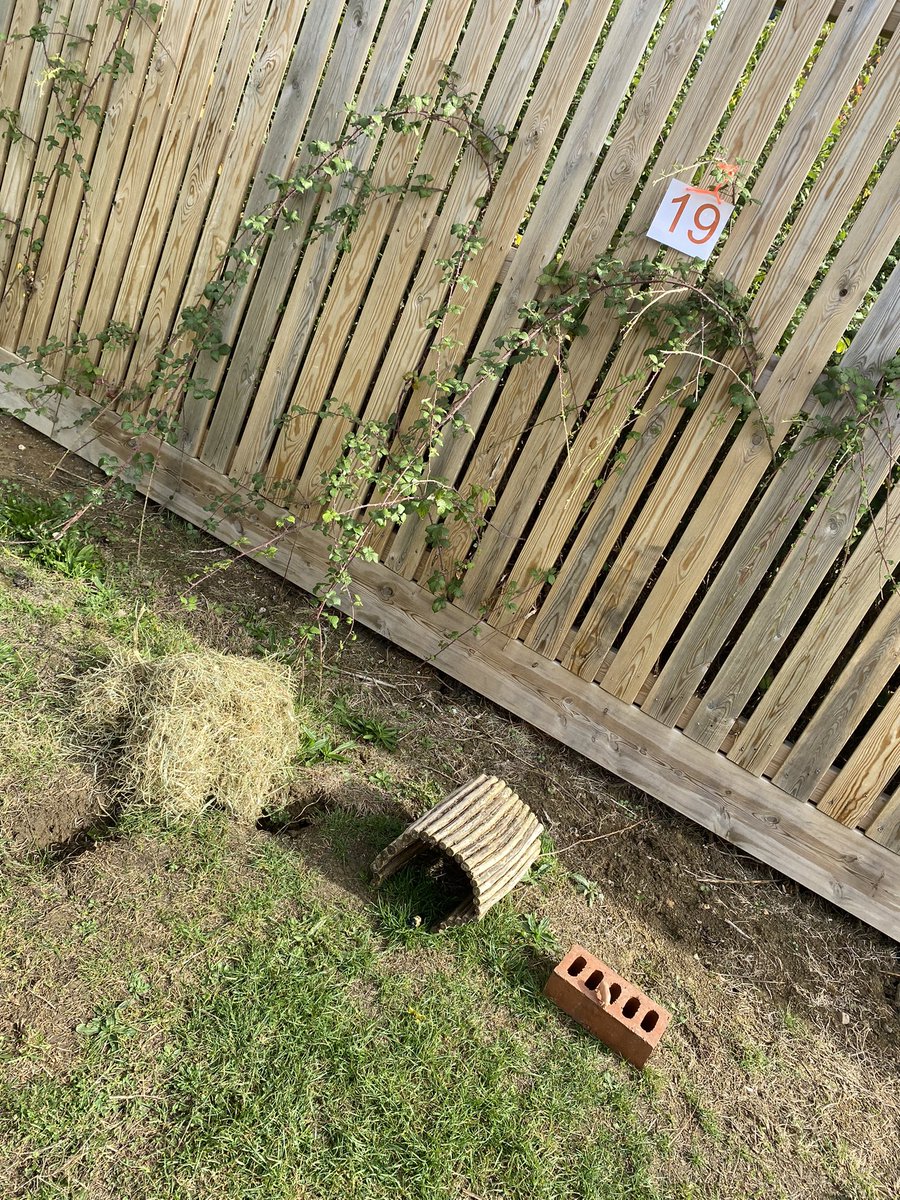 MeadatHilperton's tweet photo. Last but not least, we have our smallest scarecrow for you to guess… good luck! 🐖 https://t.co/3zgY7MbTjU