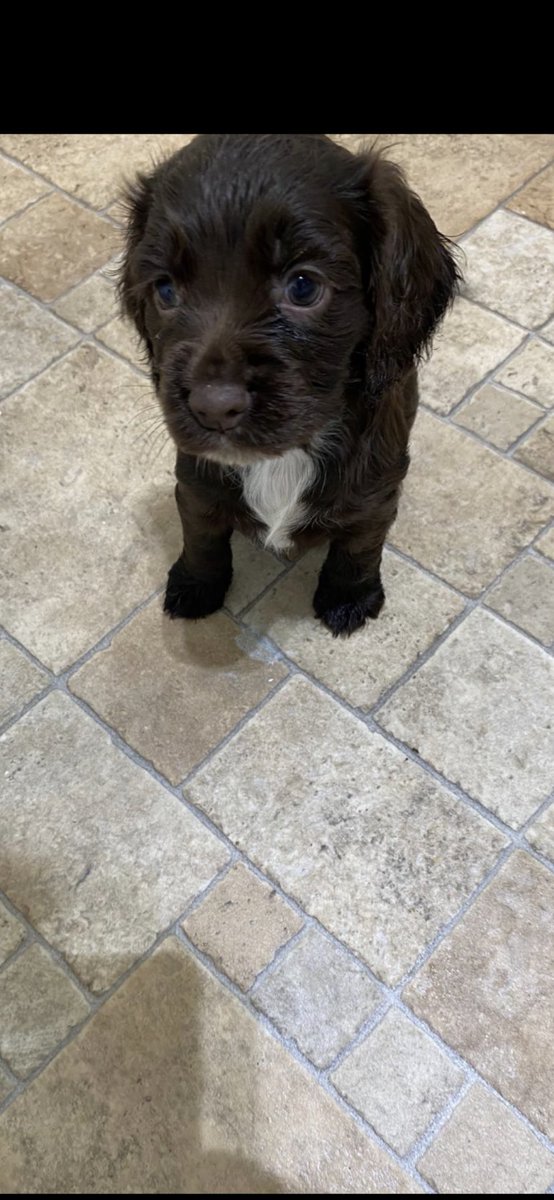 Welcome to the family Tilly 😍