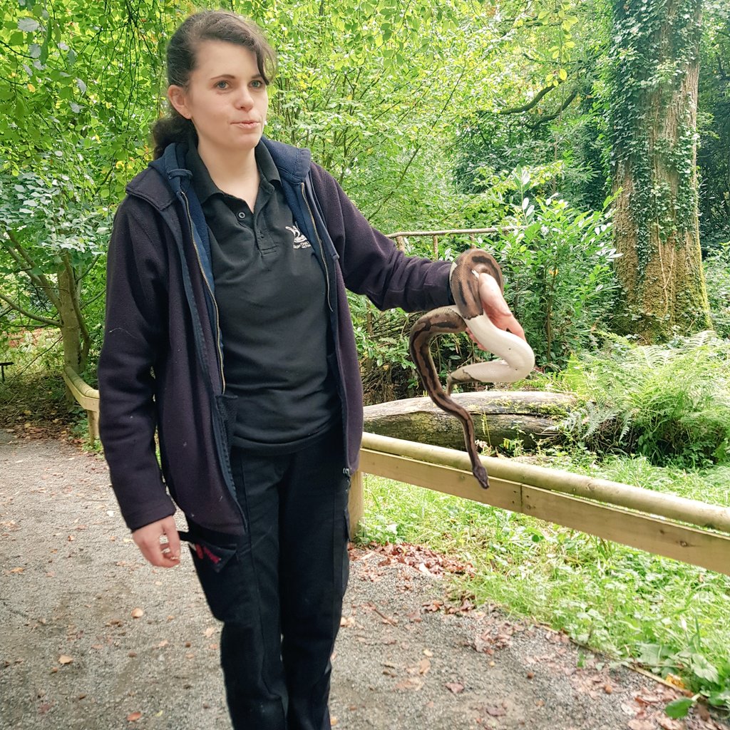 The 2pm reptile close encounters woth <a href="/owl_welsh/">The Welsh Owl Garden</a> are Jinx's favourite part of the day! As yet the keepers have not figured out how to stop her from turning up.