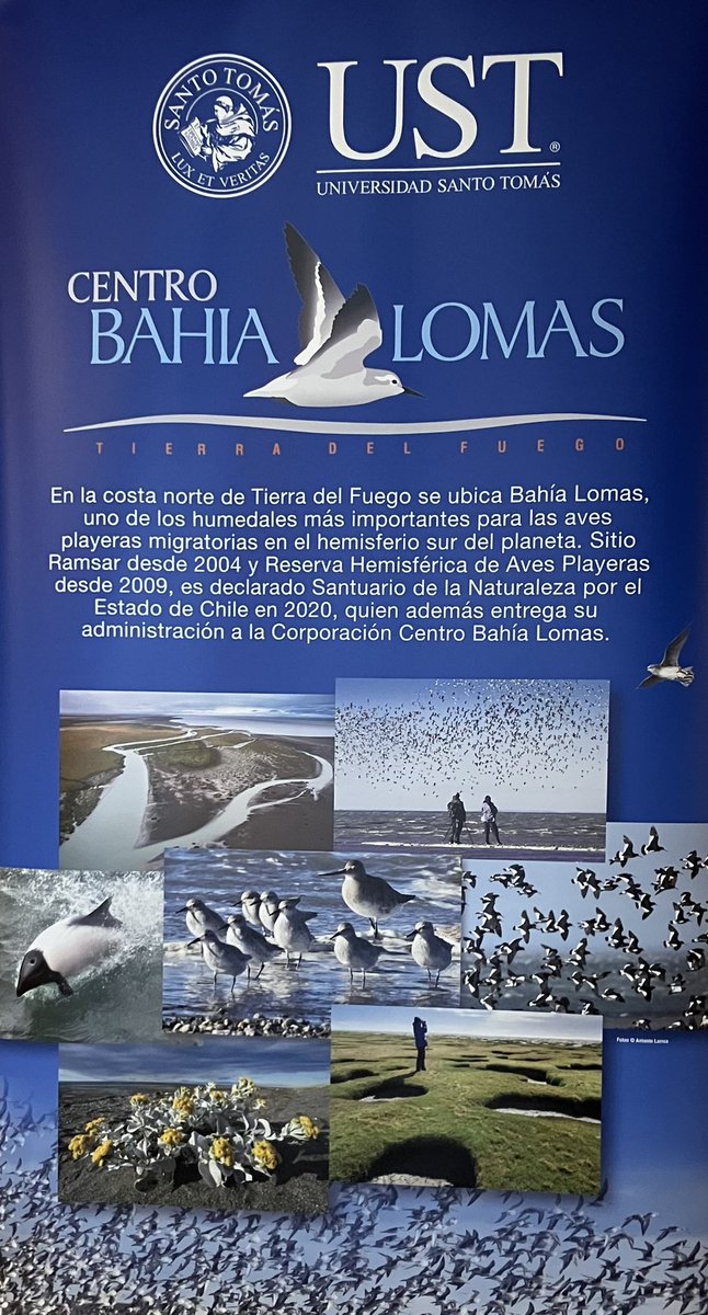 cbahialomas's tweet photo. Si quieren conocernos pueden acercarse mañana domingo a la Costanera de #PuntaArenas 10:30 h en adelante. @avesplayeras @SeremiCienciaAu 🐦🐦🐦 https://t.co/WuA41oPzl2