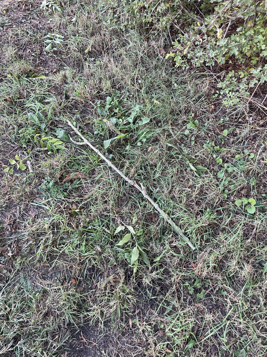 haxeypete's tweet photo. Stick of the day ⁦@Evetssteve4⁩ https://t.co/znkHEoldZh