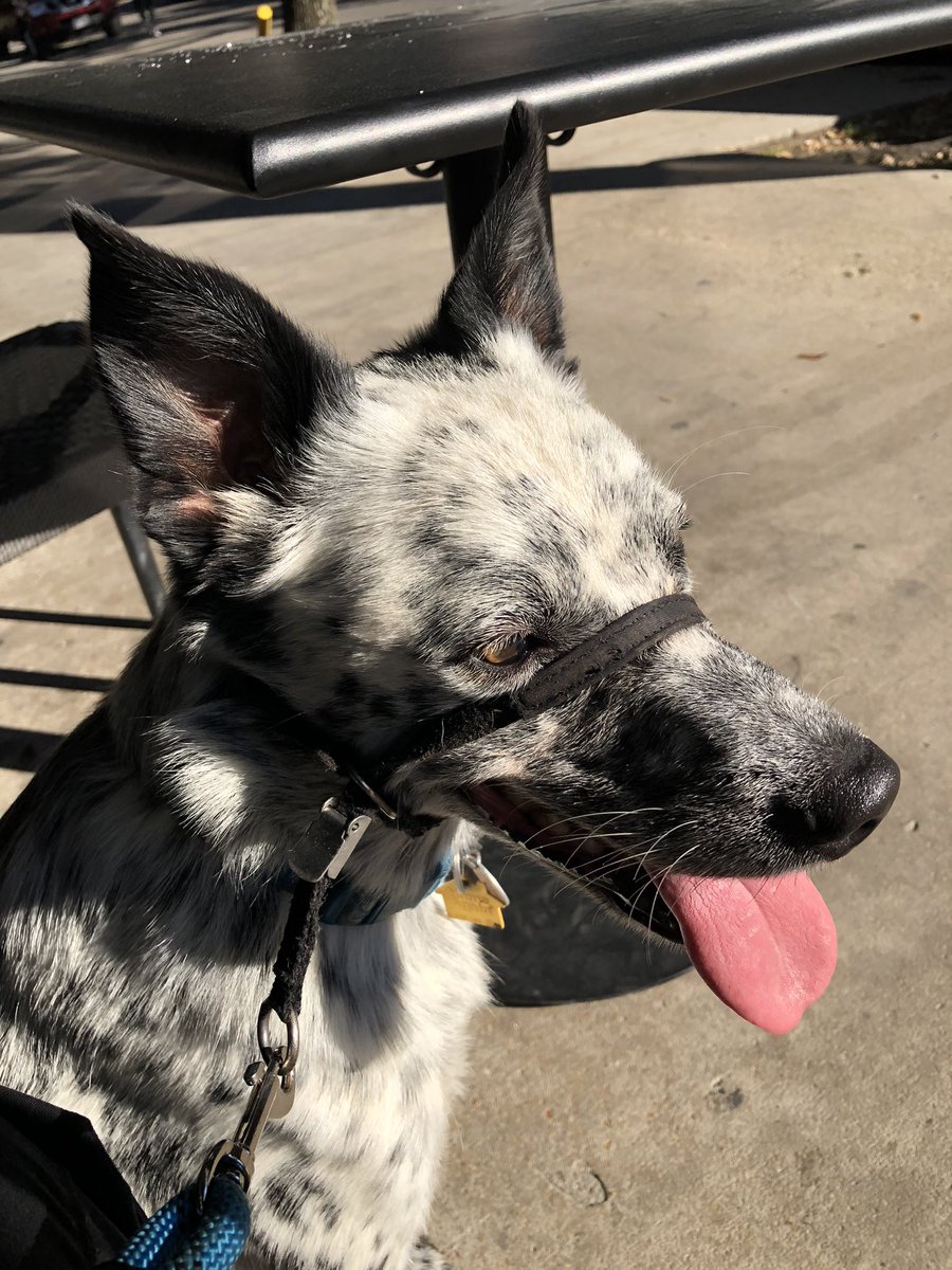 MaiDo_MD's tweet photo. #bluehealer #dog #dogsoftwitter #Saturday
#slowdown #weekend #weekendmood https://t.co/mioOY2UaxJ