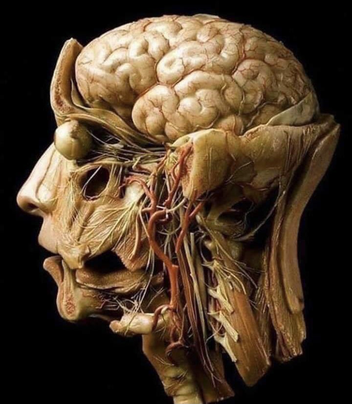 الدماغ والنُخاع الشوكي والأوعية الدموية من الرأس للرقبة والاتصال العصبي للعينين 
- على مستوى الكون أنت أعظم تُحفة فنيّة يمكنكَ تخيُلها "فتبارك الله أحسن الخالقين".