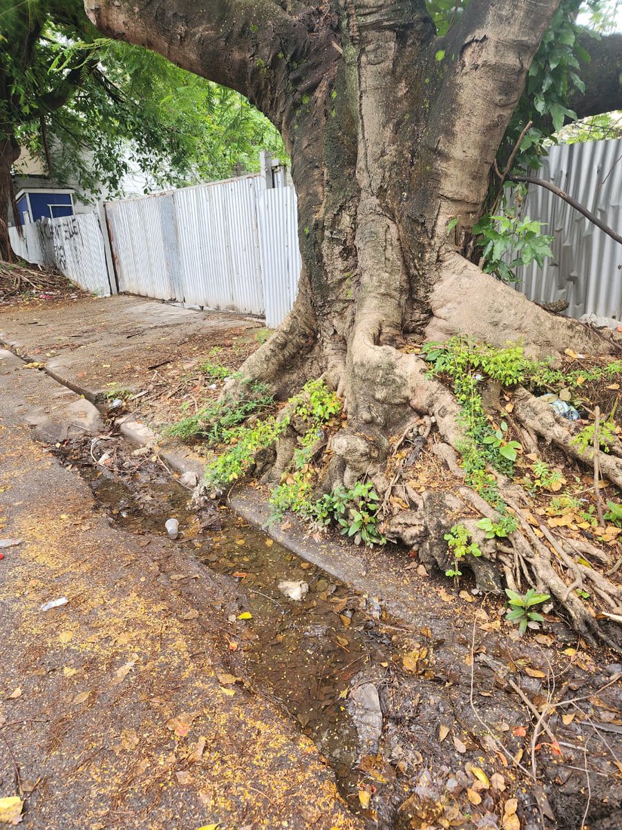 Estimada alcaldesa <a href="/CarolinaMejiaG/">CarolinaMejiaG</a>  y <a href="/AlcaldiaDN/">Alcaldía DN</a> agradecemos recojan las hojas, pero NO basta, estas aceras deben ser reconstruidas y el árbol sustituido. C/ Filomena G. esq. J. Mañon. 2 años bajo su gestión y en Serralles no hemos contado con su presencia.  Necesitamos la acera