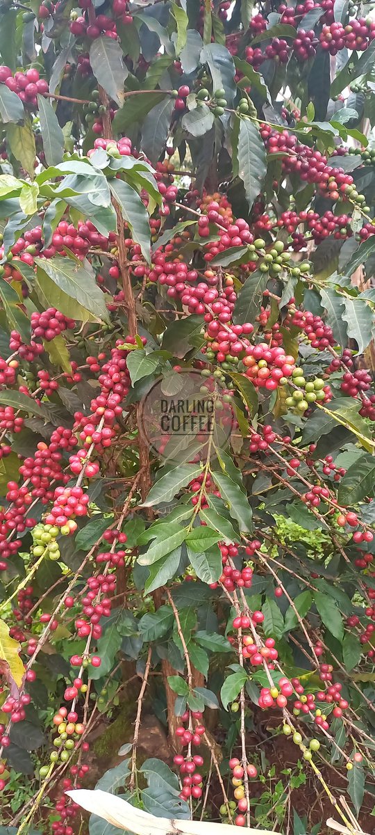 darling_ug's tweet photo. #InternationalCoffeeDay got us 2,250m above sea level in Bumugibole s/county Bulambuli district on Mount Elgon 🏔 celebrating #MtElgonSpecialtyCoffee ☕
#CroptoCup 🌱🍒☕
@CoffeeUganda @Baristahouseug @FAOUganda https://t.co/YTaMcmg21N