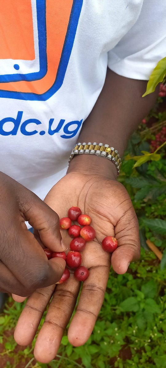 darling_ug's tweet photo. #InternationalCoffeeDay got us 2,250m above sea level in Bumugibole s/county Bulambuli district on Mount Elgon 🏔 celebrating #MtElgonSpecialtyCoffee ☕
#CroptoCup 🌱🍒☕
@CoffeeUganda @Baristahouseug @FAOUganda https://t.co/YTaMcmg21N