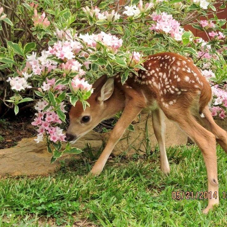 PandoraDreams22's tweet photo. Good morning beautiful souls 🌸🦌💖 https://t.co/6zWx3AJrTQ