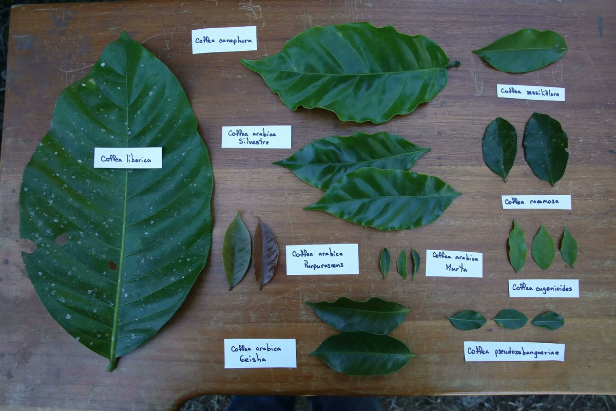 Coffea arabica, Coffea canephora, Coffea liberica, Coffea stenophylia, Coffea congensis, Coffea racemosa.. 

There are more than 100 species of #coffee ☕️  yet only two are predominantly used in global coffee production. 

More 👉buff.ly/3LOi6RH

#InternationalCoffeeDay