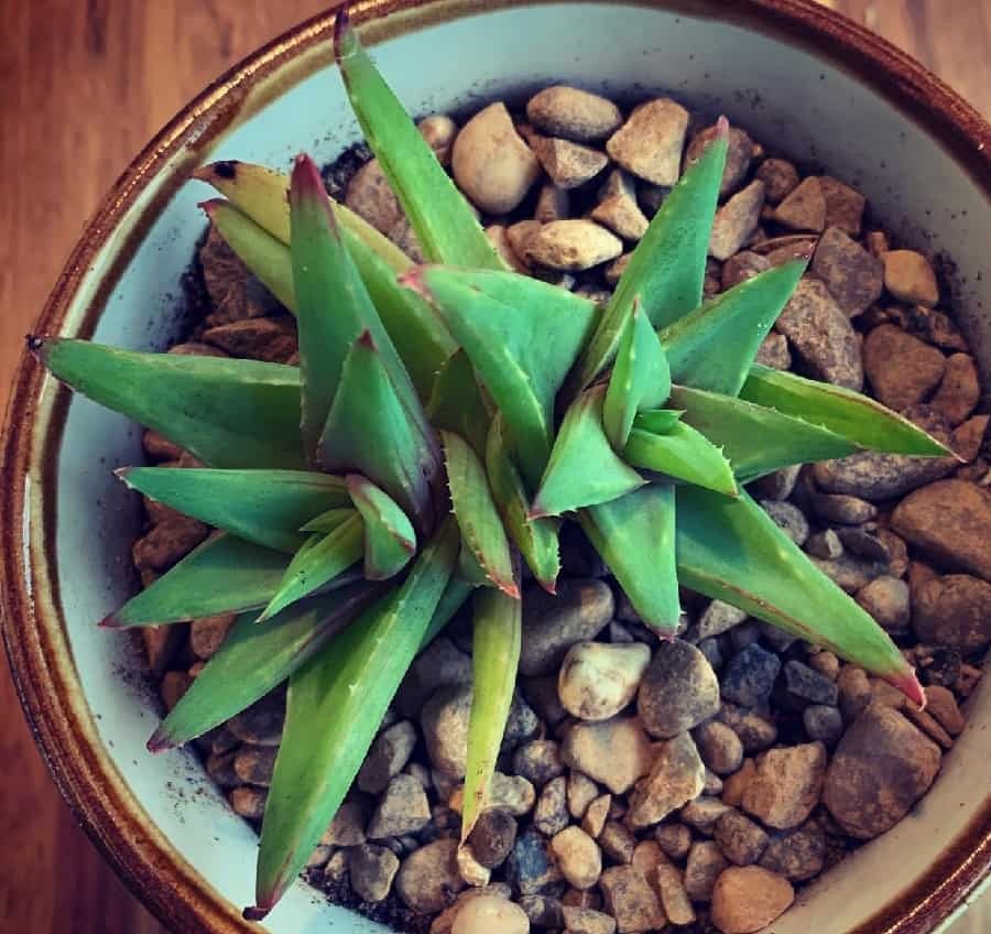 Fd Y3NGXoAILYhQ Antimima Dualis: Care And Propagation Guide