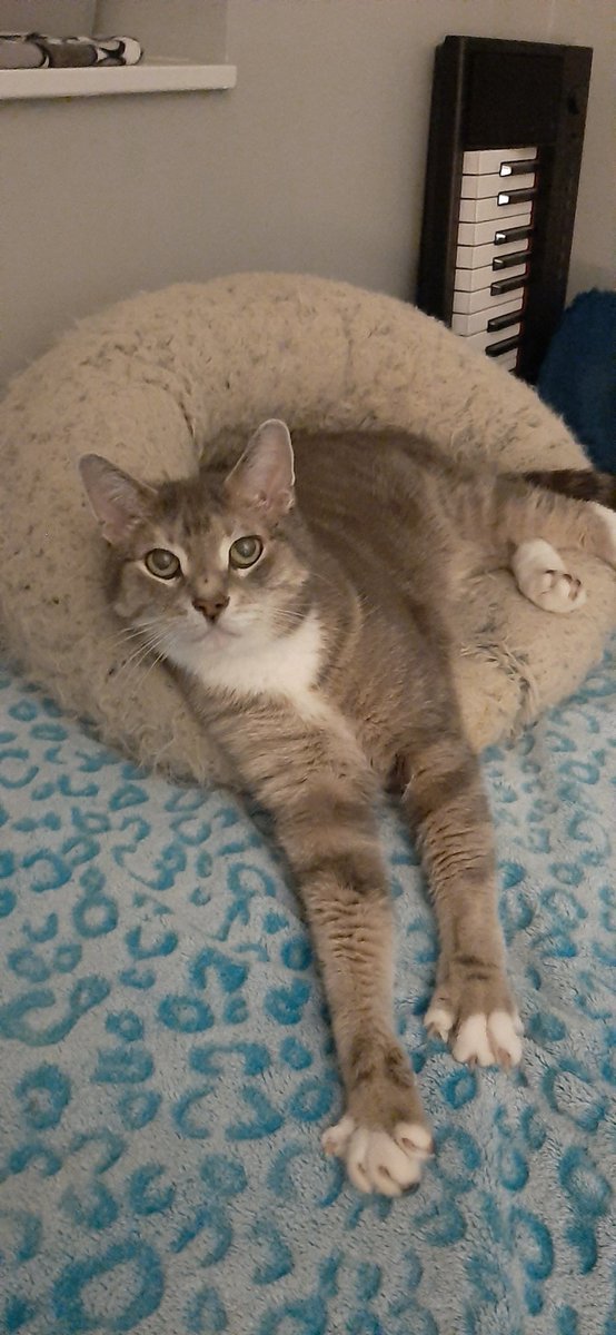 cyani's tweet photo. My maid calls me Mr Handsome. So here's me being too sexy for my cat bed. 🤗😺💖 #Caturday https://t.co/6noLoYo14S