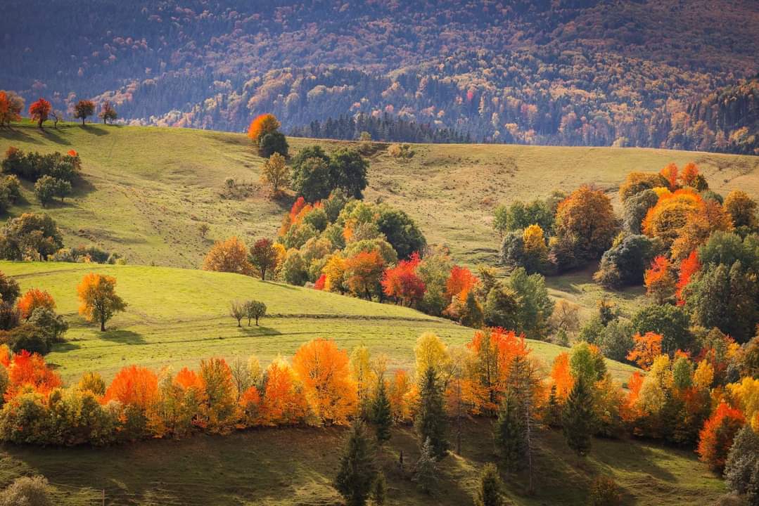 Tweets with replies by Mariana Vasile (@Mariana68748912) / Twitter