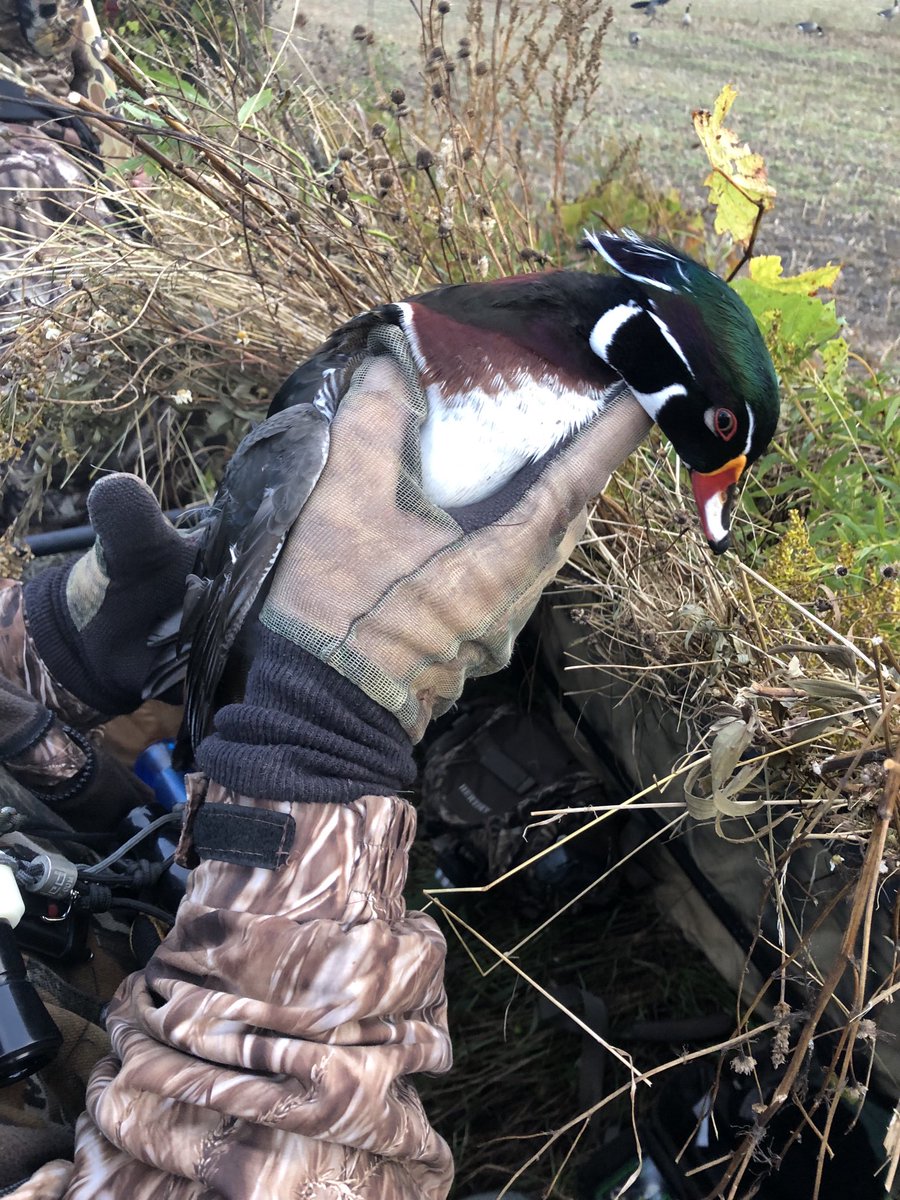 Woodies cooperated this morning. #AFrame #FieldHunt