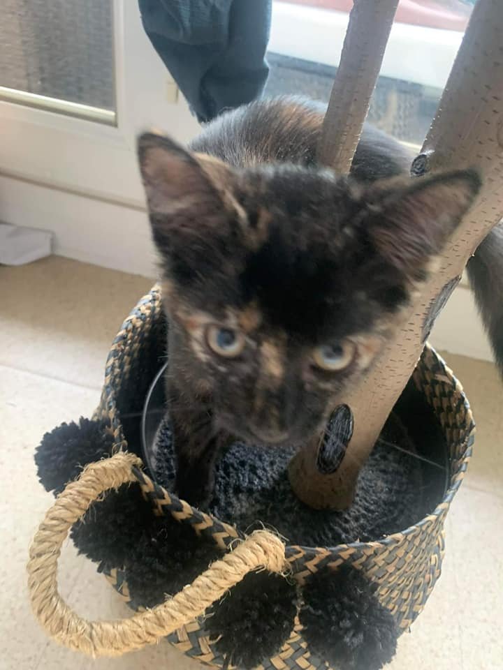 justineducern's tweet photo. ROXY ( petite écaille de tortue)  à l ADOPTION
Son  Association : Un Espoir pour demain à ROUEN
Tél 06 62 26 60 20 https://t.co/59QIsRqYEm