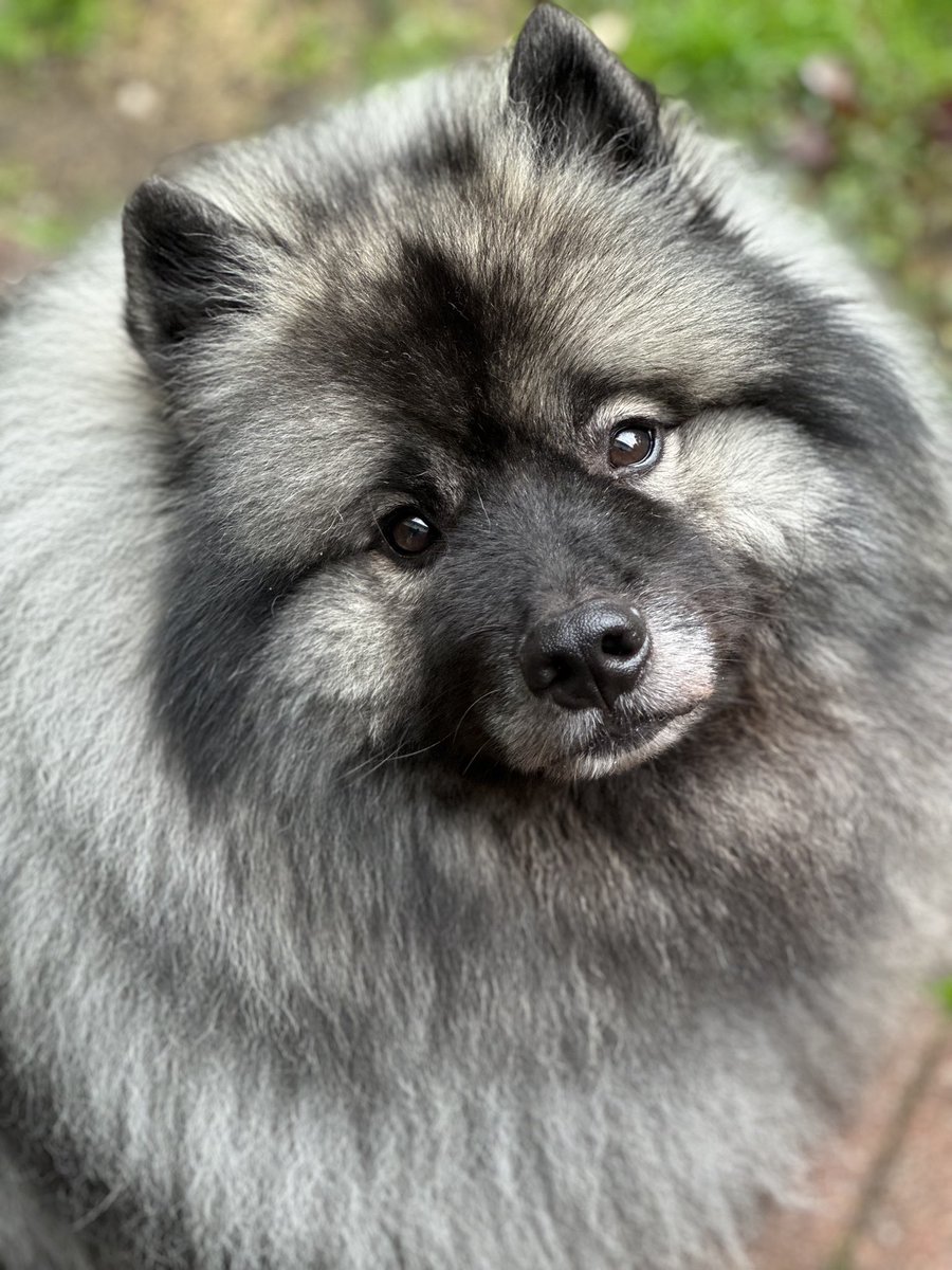 awolfnamedjohn's tweet photo. Everyone look at my incredibly handsome son! This seriously might be the best picture I’ve taken of Bucky. 😳🥰
@seananmcguire @RoAnnaSylver @EmNeedsSleep @Twofishie @chanteuse251 https://t.co/R4C8rFveBN