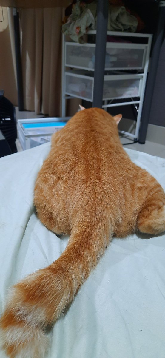 Mili,Bas,Picco,Oyen tweet media