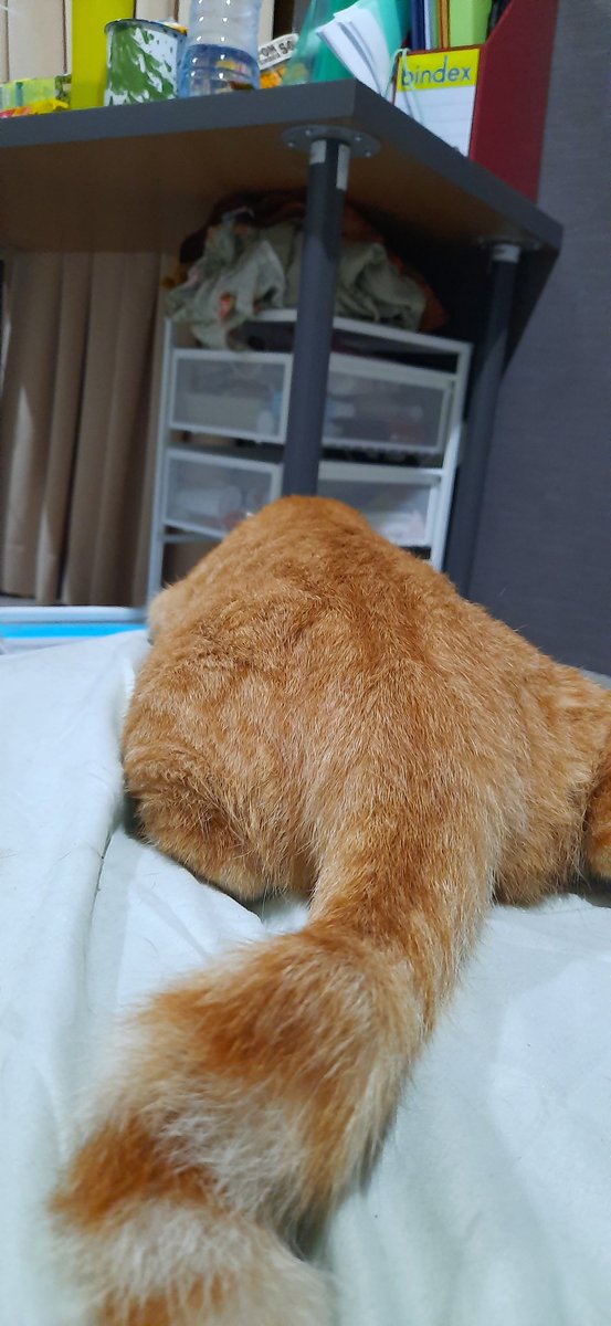 Mili,Bas,Picco,Oyen tweet media