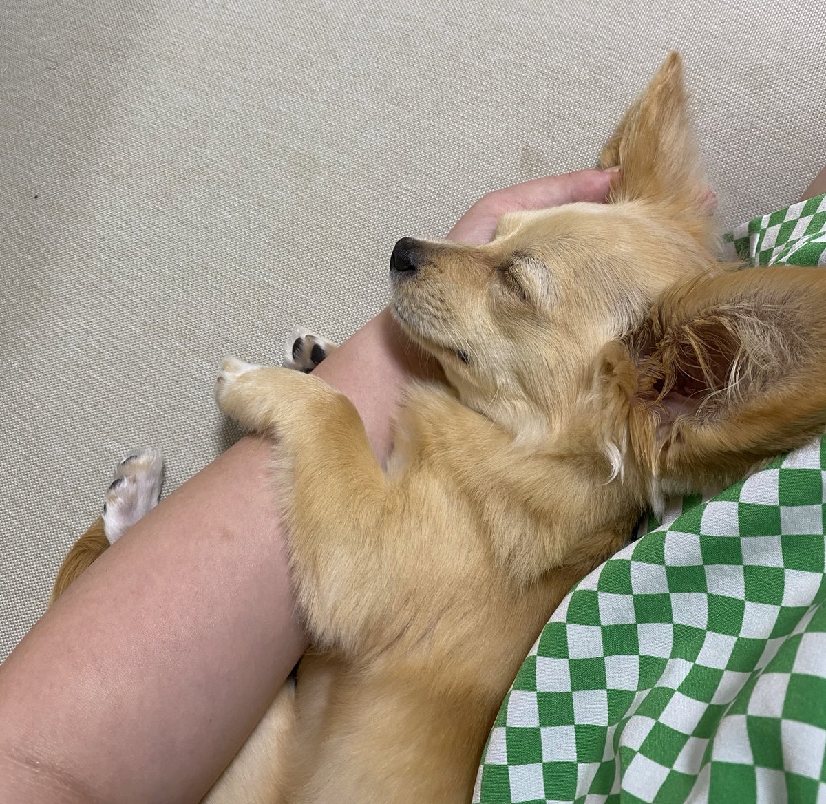 mmmisacky6002's tweet photo. ソファー汚すぎるけど。
#全日本きもちよさそうに眠るいぬ選手権 https://t.co/gNs32S7Ayc