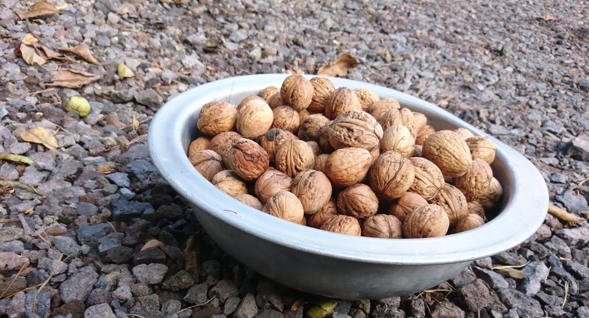 Dieses Jahr fast täglich eine super Walnussernte 🙂