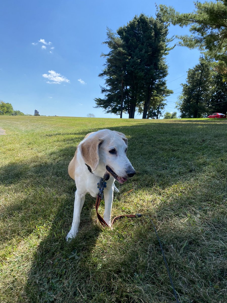 DebM4400's tweet photo. @beaglefacts Buddy (15 1/2) enjoying a leisurely stroll at one of his favorite parks #seniorpupsaturday #seniorbeagle #beagles https://t.co/p9DIJU2zP2