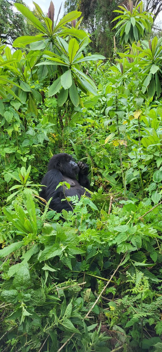 AMpuhwe's tweet photo. Dian Fossey Gorilla Fund Organized Gorilla Trekking for 33 Local Government Leaders from districts and sectors around the Volcanoes National https://t.co/svA1juu8Bf we visited Mountain Gorilla, Amahoro family, and we were 14 leaders. Let's be ambassadors  of gorillas. https://t.co/9EuK21sJ2W